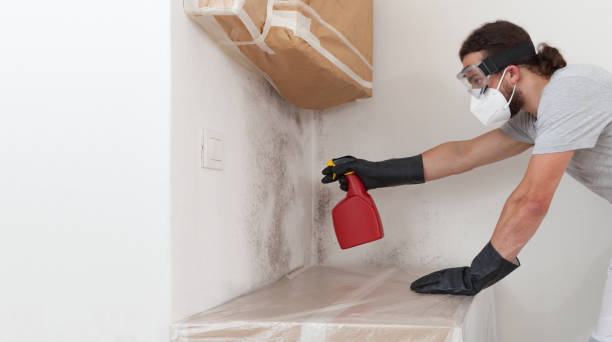 Professional Basement Mold Remediation technician working in Elmont, NY